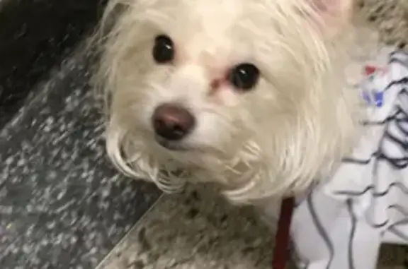Lost: Small White Dog in Bronx, NY