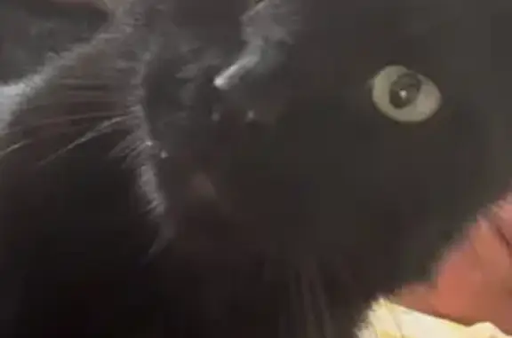 Loud Meowing Black Cat Lost on 71st St