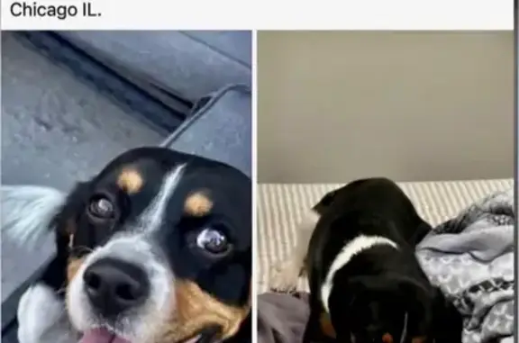 Lost Dog: Friendly Vader on North Lorel