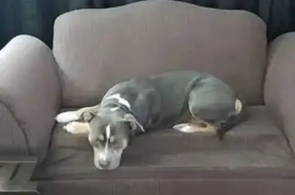 Missing dog Florida City, photo: Friendly Tricolor Dog Lost in Fort Lauderdale