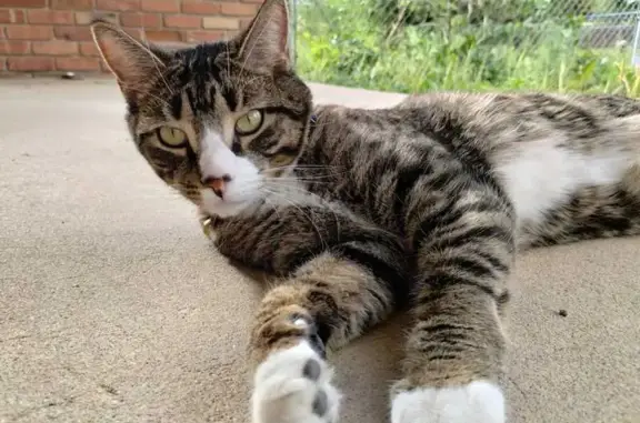 Lost Gray Tabby Cat on Fuller Road