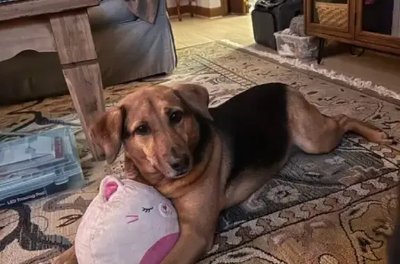 Lost Dog: Microchipped & Spayed in Mount Hermon