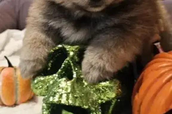 Lost 10-Week Pomeranian Needs Help