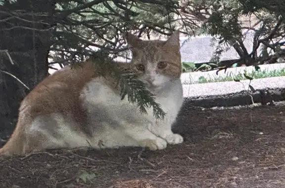 Found pets Oak Park, photo: Friendly Cat Found on Washington Blvd