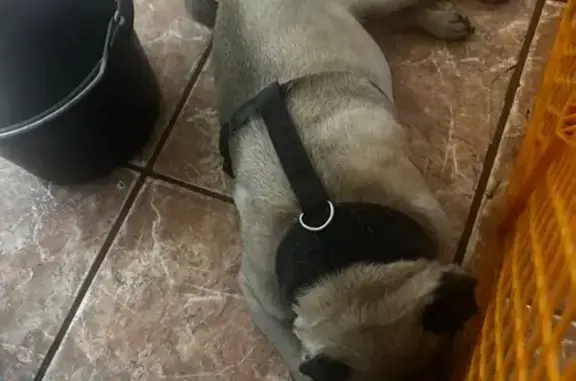 Friendly Lost Dog on North Bruce St