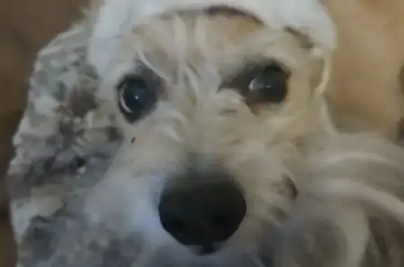 Lost Cream Terrier w/ Mohawk - Mesa