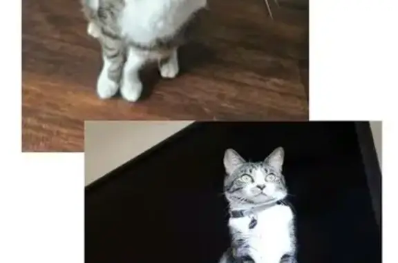 Lost pets Kapolei, photo: Lost Gray-Brown Cat on Kaakina St, Kapolei