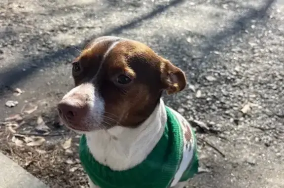 Lost Chihuahua: White & Brown on I-85