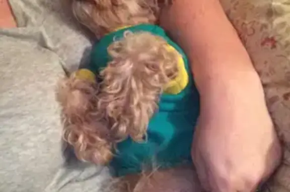 Lost Light Brown Dog on East Butler St