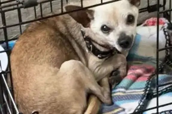 Lost Chihuahua: 15-Year-Old Charlie