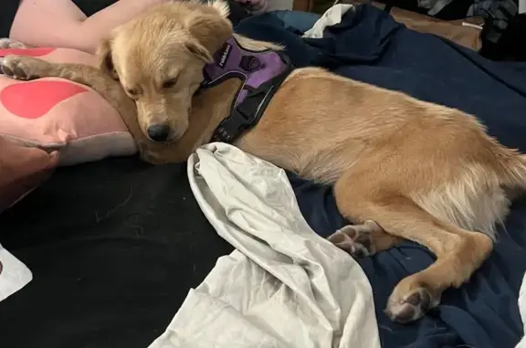 Lost Golden Mix Found on Southton Road