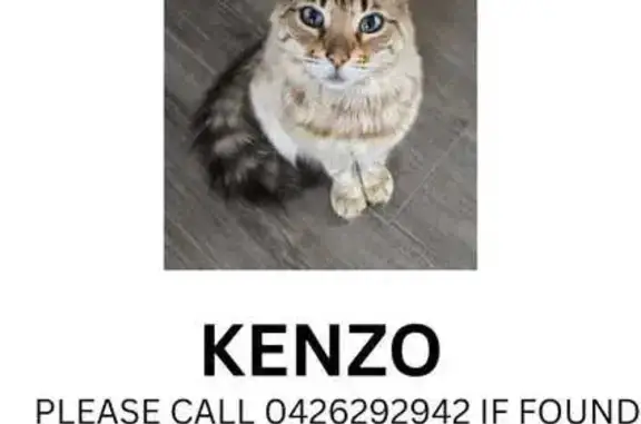 Lost Fluffy Blonde Cat Kenzo in Brimbank