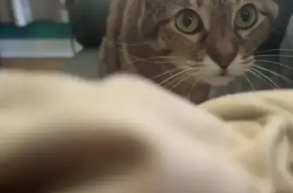 Sweet Cat Lost on North Kansas Street
