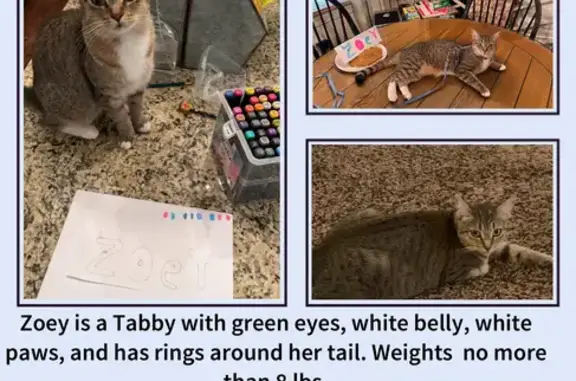 Lost: Small Brown Tabby, White Markings