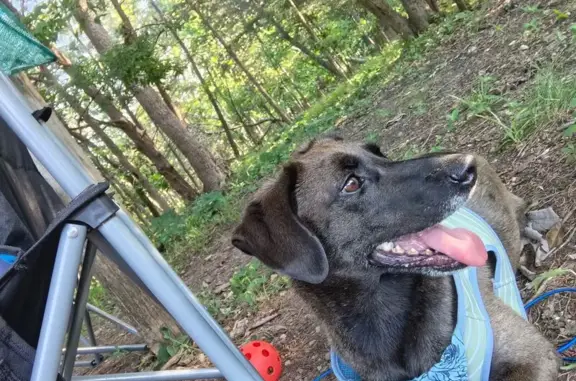 Lost: Fast & Skittish Shepherd Mix