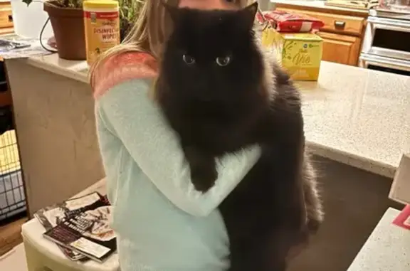 Missing cat Longmont, photo: Lost Black Cat Nibbles: Seen in Rothrock Park