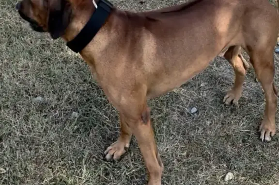 Lost Dog: Brown Coat, Playful & Athletic