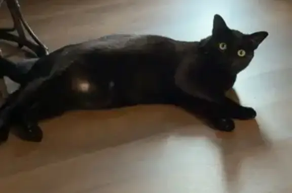 Lost Black Cat on Texas St, Longview