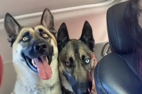 Found dog Tracy, photo: Found Dogs: Igor & Ivan, Unique Eyes