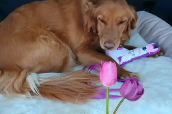 Lost Dark Red Golden Retriever in Lakewood
