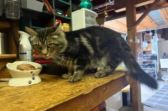 Found cat San Francisco, photo: Found: Sweet, Hungry Cat on 21st Ave SF