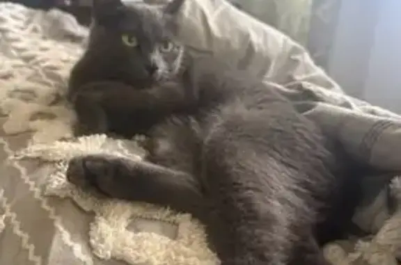 Found cat Grand Junction, photo: Friendly Grey Kitten Found in Grand Junction