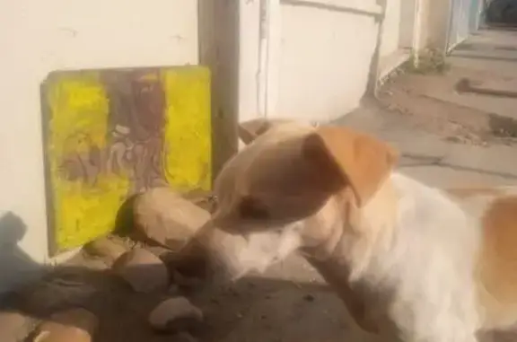 Lost Dog with Heart Mark - Cypress Dr, SD