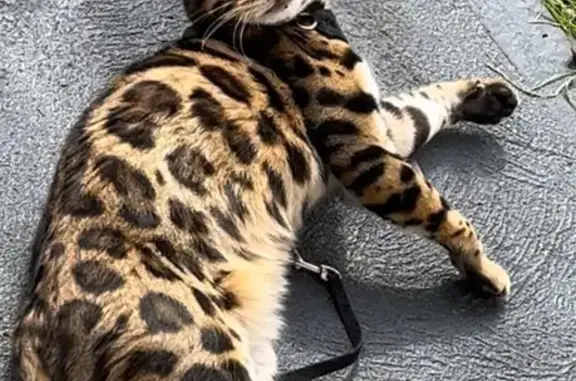 Bengal Cat Missing: Friendly & Spotted
