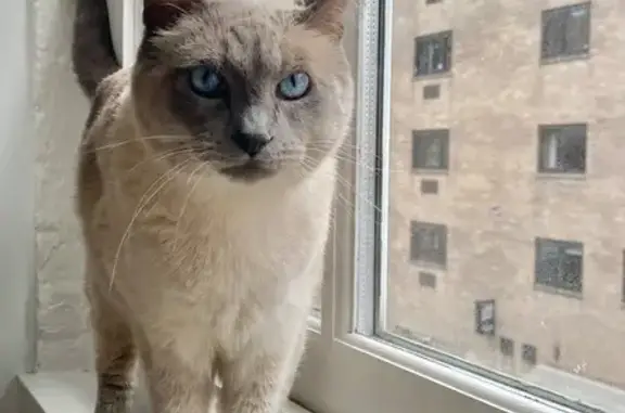 Lost Siamese Cat: 13 Yrs, Blue Eyes, NY