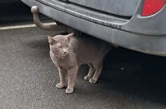Chat gris maigre trouvé à Roubaix - photo