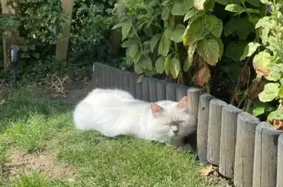 Lost Cat: White Fluffy Fur, Lilac Points