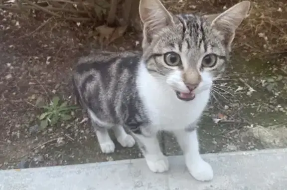 Chaton tigré-blanc trouvé à Cholet - photo