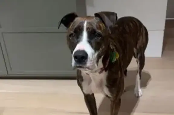 Lost Energetic Brindle Dog in Boroondara