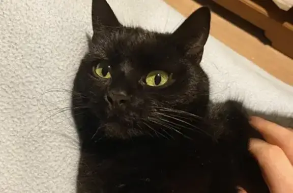Chatte perdue, queue tordue, Changé - photo