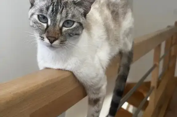 Chatte perdue, blanche, museau tigré, Domène - photo