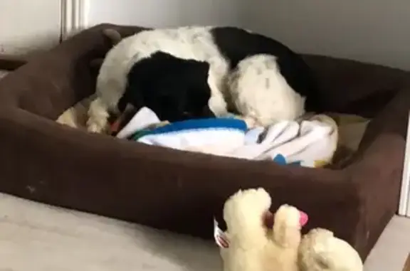 Perros perdidos, Tacoronte, foto: Perra perdida en Tacoronte: dócil y cuidada