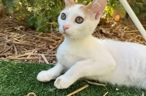 Chaton blanc/roux perdu à La Rochelle - photo