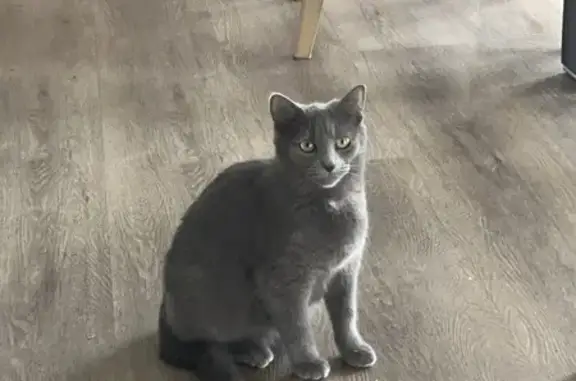 Anxious Cat Missing in Casey City, VIC