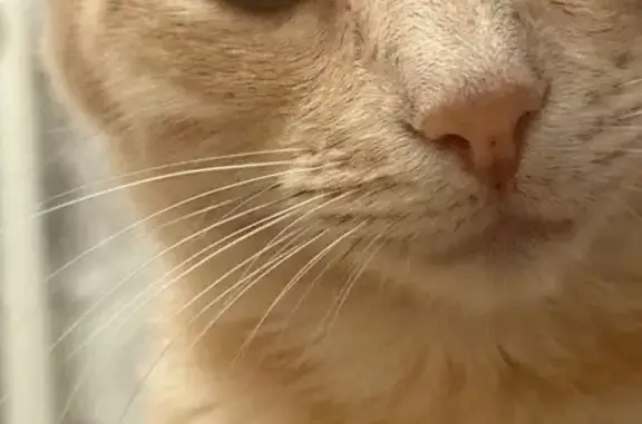 ¡Ayuda a encontrar a Michi, gato perdido!