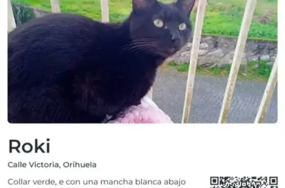 Gatos perdidos, Orihuela, foto: ¡Gato Negro Perdido en Orihuela!