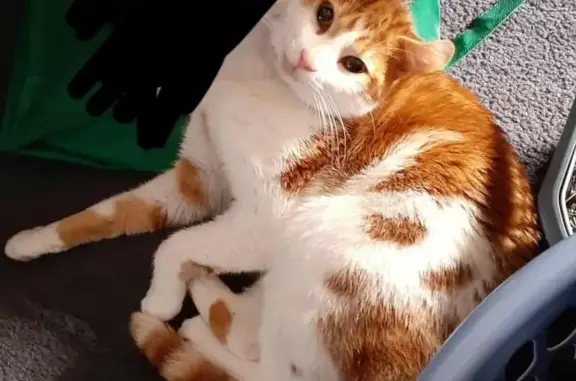 Lost Orange & White Cat in Melbourne