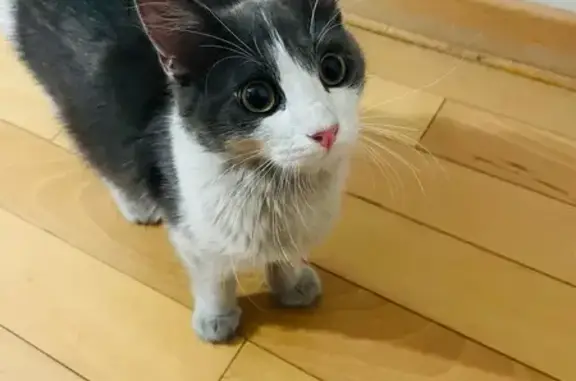Chaton trouvé Quai Perrière, Grenoble - photo