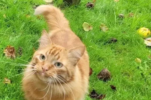 Animaux perdus Mauves-sur-Loire, photo: Grand chat roux perdu à Mauves-sur-Loire