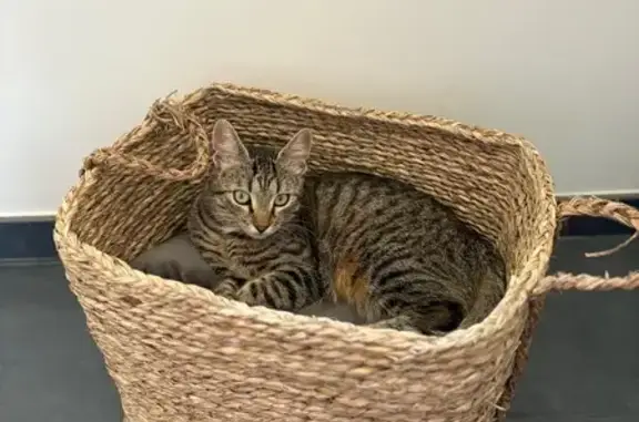 Animaux perdus Vervins, photo: Chatte perdue, tigrée clair, Vervins