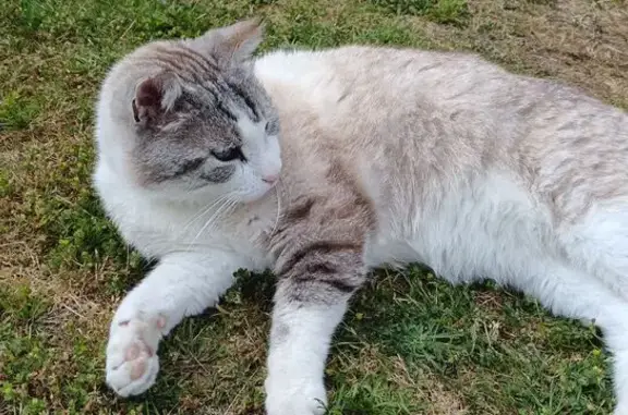 Chat perdu blanc tigré, yeux bleus, Saint-Savin - photo