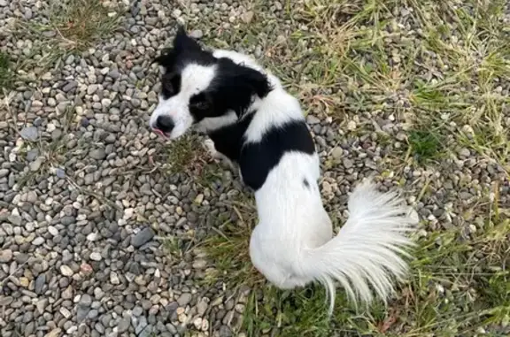 Animaux trouvés Nouvelle-Aquitaine, photo: Chien trouvé : Noir et blanc, collier rouge