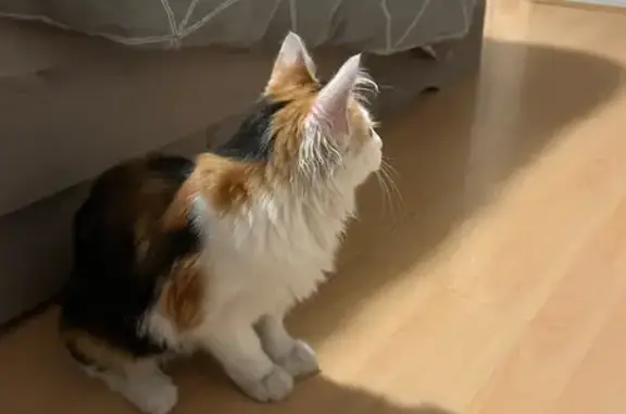 Chat trouvé Saint-Martin-d'Hères, photo: Chatte écaille trouvée, Saint-Martin-d'Hères