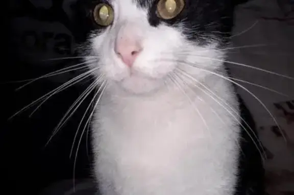 Chat noir et blanc perdu à Saint-Quentin - photo