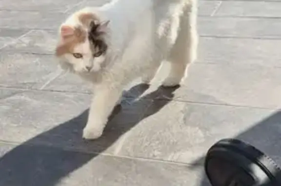 Animaux perdus Lambersart, photo: Chat perdu sociable, poil doux à Lambersart