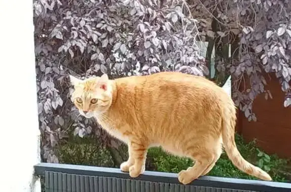 Chat roux perdu à Orcet, aidez-nous à le retrouver - photo